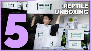 Unboxing 12 Unique Pet Reptiles Big Neglected Animals and Aquatics [upl. by Kitarp]