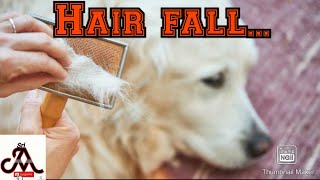 Tips to control dogs hair fall  tamil  jayam ideas  jayam pets  minpin puppy for sale [upl. by Haceber704]