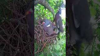 Wood Pigeon Nest Building 🪹 [upl. by Rafael502]