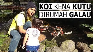 PENGOBATAN KUTU IKAN KOI FISH GARDEN BLITAR [upl. by Htebaras]