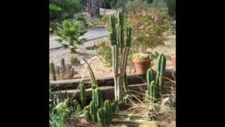 San Pedro Cactus Trichocereus Pachanoi Picture Video [upl. by Joo117]