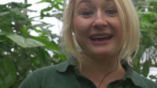 Tropical Butterfly House Sloth Arrival Video [upl. by Umberto]