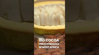 Big Cocoa Price Struggle In West Africa shorts trailer [upl. by Genisia471]