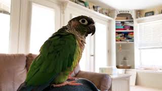 Trello the Green Cheek Conure Talking [upl. by Rocher]