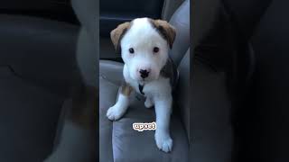 This Puppy Got Mad At His Hiccups [upl. by Reviere]