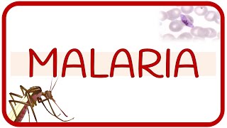 MALARIA  fisiopatología ciclo de vida manifestaciones clínicas diagnóstico y tratamiento [upl. by Mccoy]