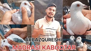 Madrasi kabootar Ghar ke Bina design🕊️tournament pigeontrening TOP pigeon [upl. by Brinna]