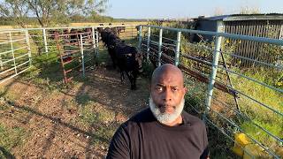 Auto Feeder Test and a Missing Steer Weaned Calves on the Move [upl. by Leiad24]