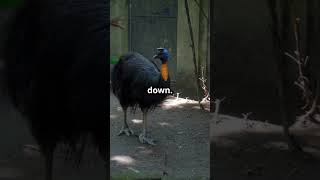 Cassowaries Australias amp Possibly the Worlds Most Dangerous Bird animalfacts australia facts [upl. by Billie]