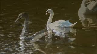 Lymm Dam walk 2024 [upl. by Pirbhai]