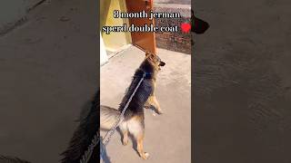 jerman sperd adult dog 🐕shortvideo jermanshepherd trending viralvideo [upl. by Eedrahs]