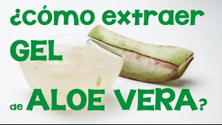 Cómo extraer el gel de aloe vera o sábila Obtención de aloe a partir de su planta [upl. by Arramas395]