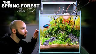 The Spring Forest 30cm BETTA FISH Ecosystem Cube NO FILTER DIRTED Aquascape Tutorial [upl. by Ttevy]