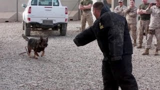 Military Working Dogs Demo  US Marine Corps 1st Law Enforcement Battalion [upl. by Emoreg]