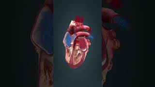 The heart is a machine 3d heart anatomy [upl. by Sibley136]