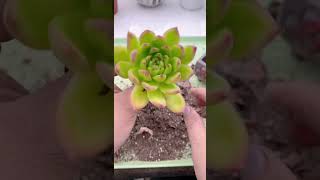 Replant succulents shortvideo succulent houseplant nature indoorplants garden [upl. by Nona]