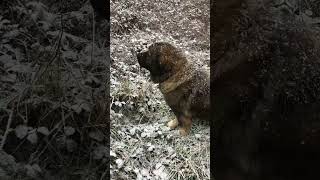 Hungarian Cottage No1 Snow Caucasian Shepherd [upl. by Yrrap]