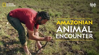 Amazonian Animal Encounter  Primal Survivor  हिन्दी  Full Episode  S2  E1  National Geographic [upl. by Kerred]