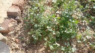 HOW TO GROW coriander dhaniya AT HOME gardening RooftopfarmingandPlanting [upl. by Hayward53]