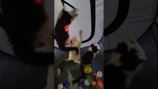 laser tag game💫💫cuteanimals kitten pets [upl. by Erhard]