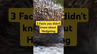 3 Surprising Facts About Hedgehogs HedgehogFacts NatureLovers AnimalKingdom AmazingAnimals fact [upl. by Sayce225]