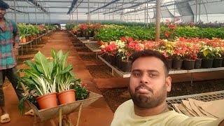 Best Indoor Plants Collection  New Nursery In Pune [upl. by Broek]