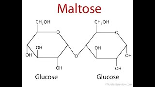 Biochimie structurale  Glucides Exercices et corrigé S MARANE [upl. by Steffin]