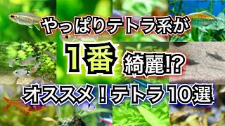 【熱帯魚の王道】テトラ系の体色が一番綺麗 オススメのテトラ系10選【小型水槽 アクアリム】 [upl. by Leuqim]