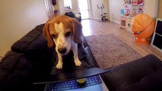 Working at home when you have a dog  Beagle dog wants attention from owner [upl. by Giltzow]