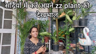 winter care of zz plant  सर्दियों में अपने zz plant को मरने से बचाए  surbhisplants7180 [upl. by Tombaugh]