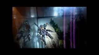 Tarantula Nighttime Video 3 [upl. by Shandee]