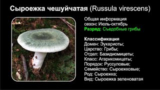 Сыроежка чешуйчатая Russula virescens [upl. by Sam]