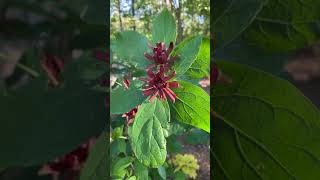 Calycanthus floridus [upl. by Aiykan413]