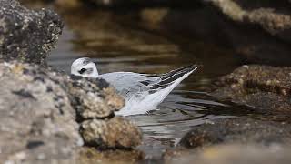 Phalarope à bec large  Grey Phalarope Phalaropus fulicarius [upl. by Annaerb429]