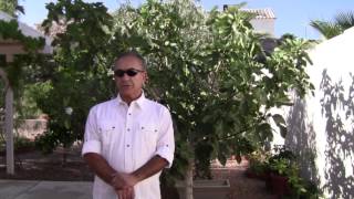 How to protect your fig trees from birds revolutionary new idea [upl. by Olecram257]