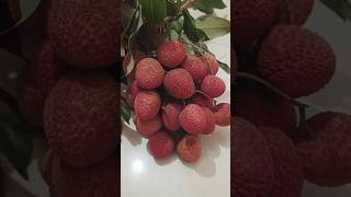 season litchi fruits litchi viral amazing amazingfacts ytshorts shorts trending fruits [upl. by Gerstner]