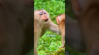 Macaques have a special fondness for babies Macaca Macaco Macaque Bandar Kurang Kothi Monkey [upl. by Armillas487]