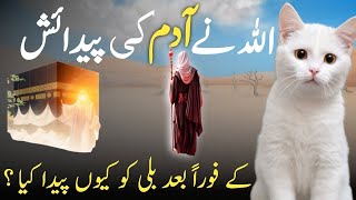 Secrets Hidden in the Creation of Cats  Islamic Facts about cat  cat history in Islam [upl. by Kcitrap]