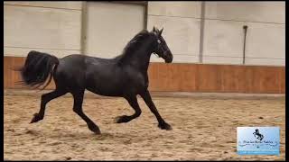 Friesian mare Moniek with full papers Sired by Pier 448 Sport x Doaitsen 420 Sport [upl. by Miehar]