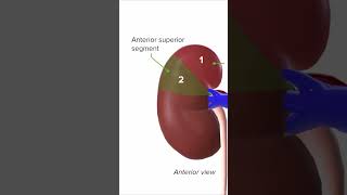 What are the 5 Segments of the Kidney 🧐 lecturio usmleprep [upl. by Carman]