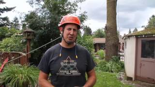 Urban Black Walnut Tree Removal Process [upl. by Schwartz]