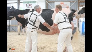 Ontario Summer Holstein Show 2018 [upl. by Asikal]