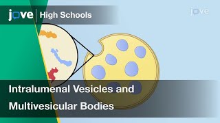 Intralumenal Vesicles and Multivesicular Bodies  Cell Bio  Video Textbooks  Preview [upl. by Addie]