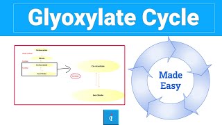 Glyoxylate cycle step by step [upl. by Nichani]