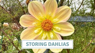 How To Store Dahlias Overwinter  Cottoverdi [upl. by Wenda]