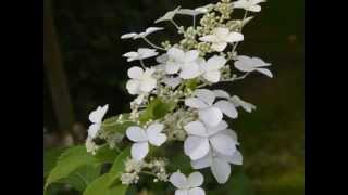 Hydrangea paniculata Butterfly [upl. by Labors]