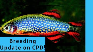 HOW TO BREED CELESTIAL PEARL DANIO  Breeding Celestial Pearl Danios CPD Part 2 [upl. by Demmer337]