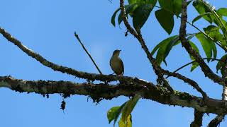 Tropical Wren Troglodytes musculus clarus singing French Guiana [upl. by Rooke]