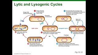 Virus Lysogenic Cycle Animation HD [upl. by Ricca]