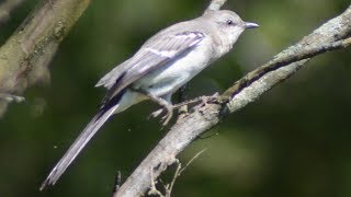 Mockingbird sounds mimicking amp singing song [upl. by Shakti454]